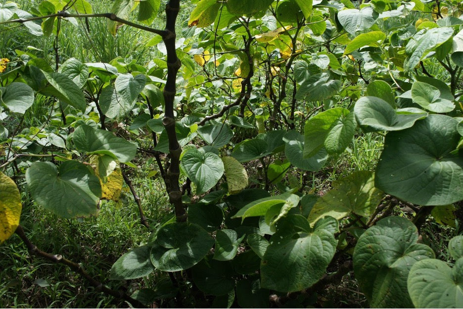 A field of kava plants.