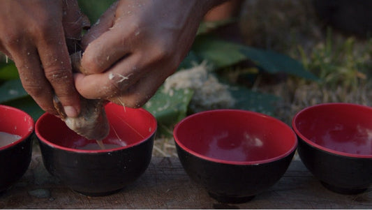 A person making kava drink traditionally.